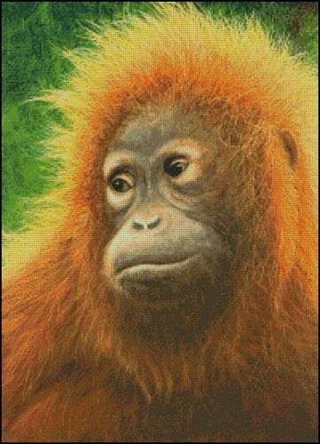 (image for) Orangutan